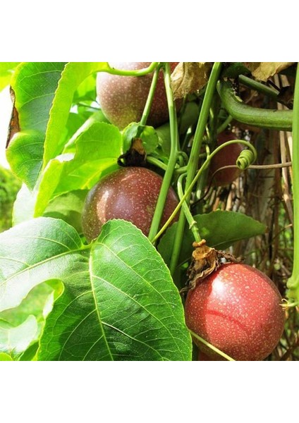 Çarkıfelek Meyvesi 5 Adet Orta Boy Pasiflora Aşk Tutku Meyvesi Passion Fruit