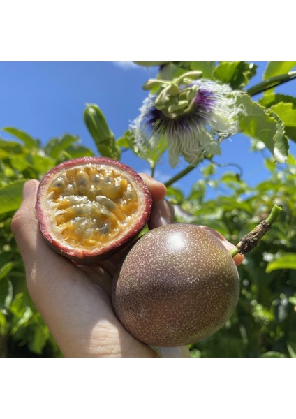 Çarkıfelek Meyvesi 5 Adet Orta Boy Pasiflora Aşk Tutku Meyvesi Passion Fruit