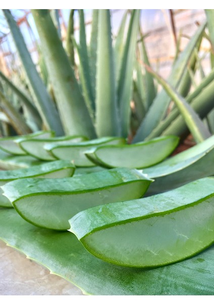 Aloe Vera Jel için Taze Aloe Vera Yaprak 1 Adet (600-700 GR) Aloe Vera Leaf