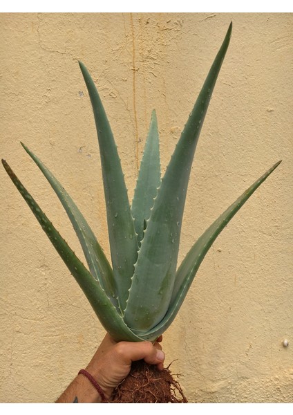 Çok Büyüyen Aloe Vera Bitkisi Fidanı 30 cm Saksısız Köklü Odunsu, Tıbbı Aloe Vera