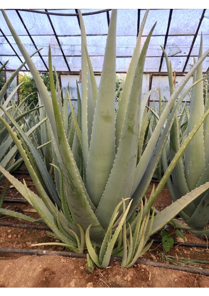 Çok Büyüyen Aloe Vera Bitkisi Fidanı 30 cm Saksısız Köklü Odunsu, Tıbbı Aloe Vera