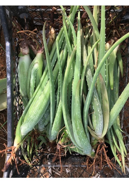 Çok Büyüyen Aloe Vera Bitkisi Fidanı 30 cm Saksısız Köklü Odunsu, Tıbbı Aloe Vera