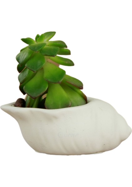 Mini Çiçek Saksı Küçük Sukulent Kaktüs Saksısı Mini Deniz Salyangozu Model