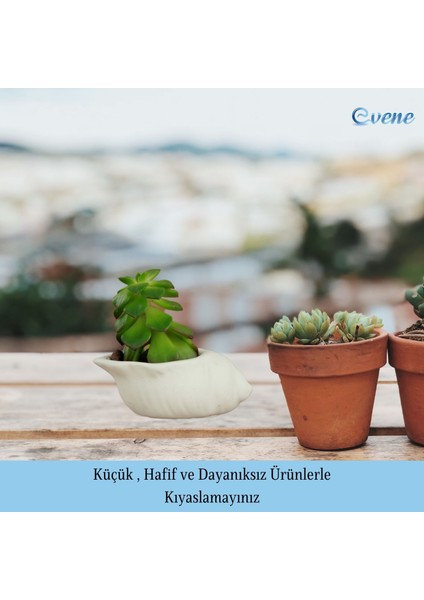 Mini Çiçek Saksı Küçük Sukulent Kaktüs Saksısı Mini Deniz Salyangozu Model