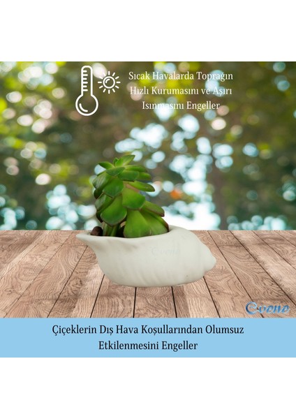 Mini Çiçek Saksı Küçük Sukulent Kaktüs Saksısı Mini Deniz Salyangozu Model