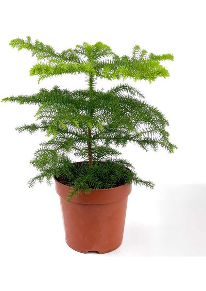 Salon Çamı - Arokarya (Araucaria Heterophylla) - 40-60CM