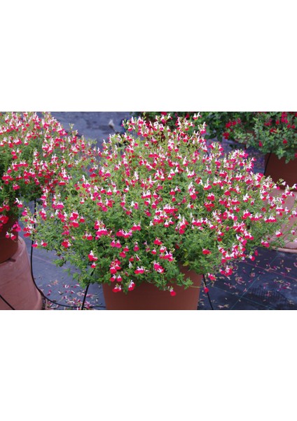 Süs Adaçayı - Salvia Microphylla 'hot Lips' 5'li Set