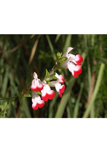 Süs Adaçayı - Salvia Microphylla 'hot Lips' 5'li Set