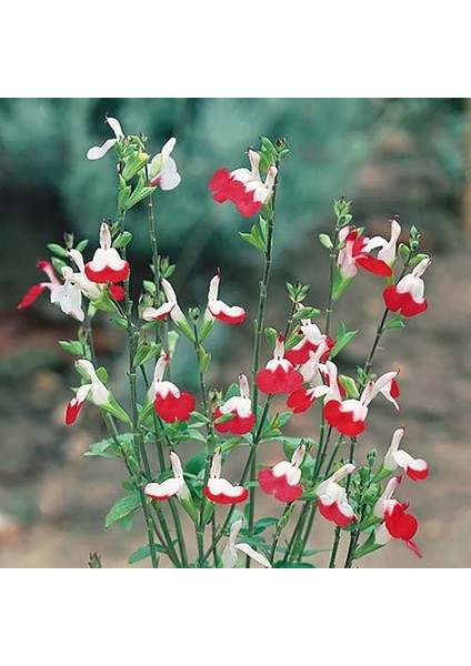 Süs Adaçayı - Salvia Microphylla 'hot Lips' 5'li Set