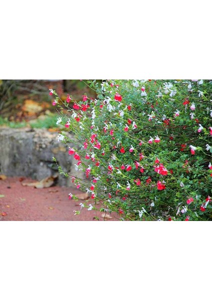 Süs Adaçayı - Salvia Microphylla 'hot Lips' 5'li Set