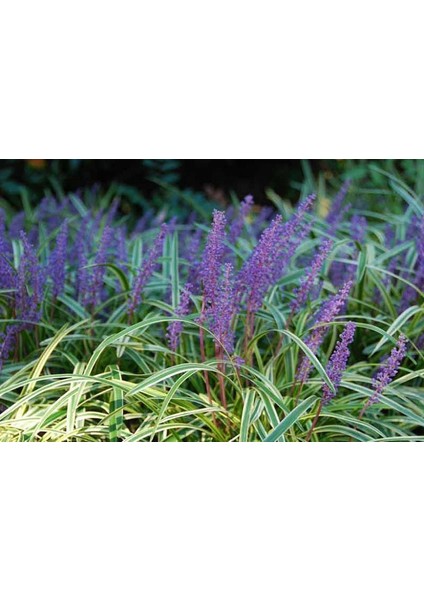 Çim Zambağı 'liriope Muscari' 10'lu Set modelleri