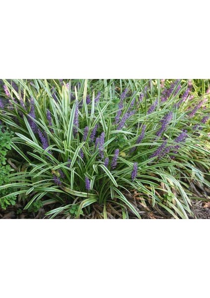 Çim Zambağı 'liriope Muscari' 3'lü Set