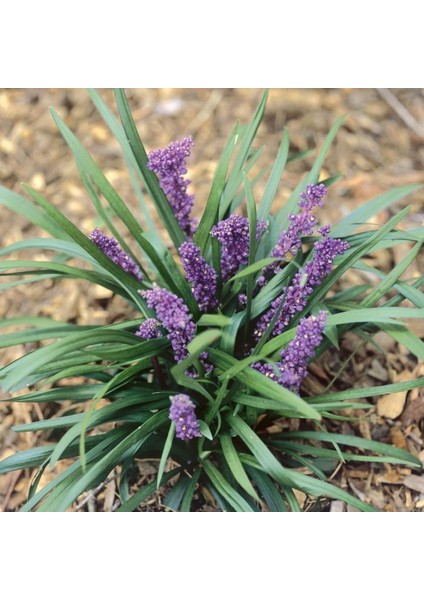 TNC Garden Groups Çim Zambağı  'liriope Muscari ' 20'li Set