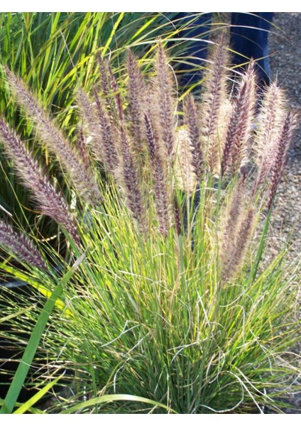 Pennisetum Çalısı 5'li Set fiyatları