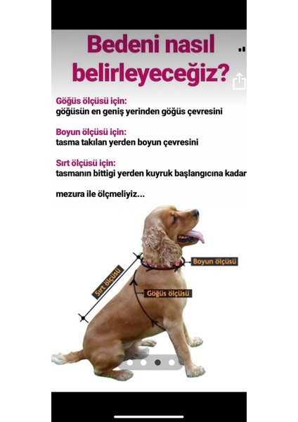 Aria Pet Butik Köpek Kedi Baharlık Elbise