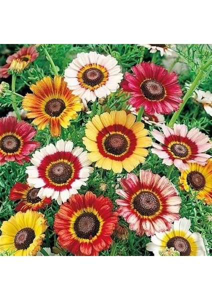 10 Adet Karışık Renk Carinatum Seeds Çiçeği Tohumu + 10 Adet Kırmızı Gül Çiçek Tohumu