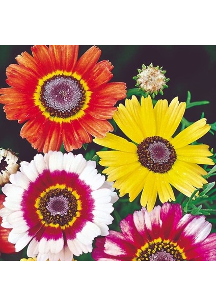 50 Adet Karışık Renk Chrysanthemum Çiçeği Tohumu + 10 Adet Kırmızı Gül Çiçek Tohumu