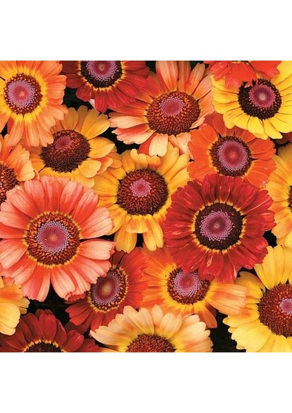 50 Adet Karışık Renk Chrysanthemum Çiçeği Tohumu + 10 Adet Kırmızı Gül Çiçek Tohumu