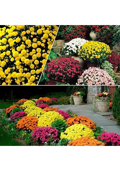 10 Adet Karışık Renk Chrysanthemum Çiçeği Tohumu + 10 Adet Kırmızı Gül Çiçek Tohumu