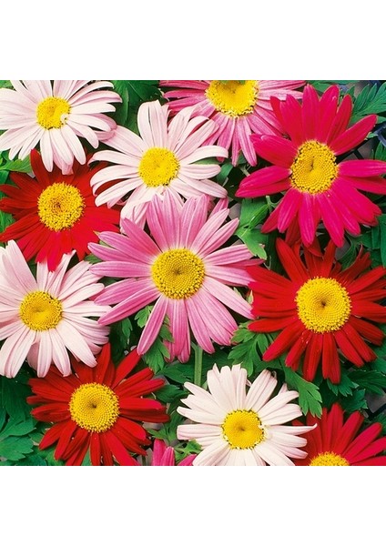 25 Adet Karışık Renk Carinatum Seeds Çiçeği Tohumu + 10 Adet Kırmızı Lale Çiçek Tohumu