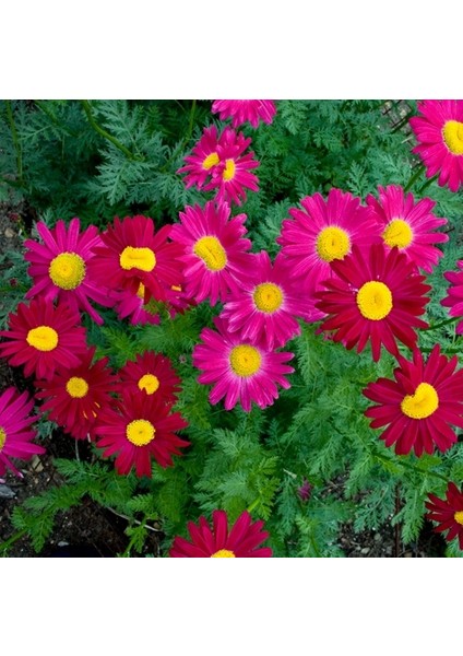 25 Adet Karışık Renk Carinatum Seeds Çiçeği Tohumu + 10 Adet Kırmızı Gül Çiçek Tohumu