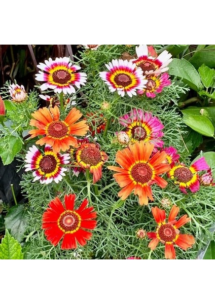 50 Adet Karışık Renk Chrysanthemum Çiçeği Tohumu + 10 Adet Kırmızı Lale Çiçek Tohumu