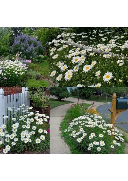 25 Adet Karışık Renk Chrysanthemum Çiçeği Tohumu + 10 Adet Kırmızı Lale Çiçek Tohumu