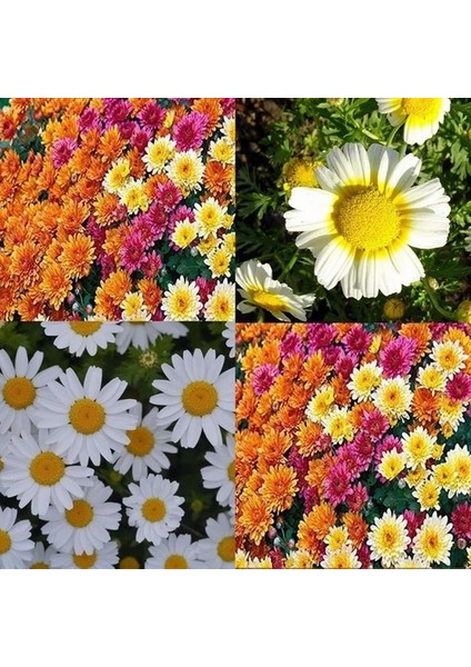 25 Adet Karışık Renk Chrysanthemum Çiçeği Tohumu + 10 Adet Kırmızı Lale Çiçek Tohumu