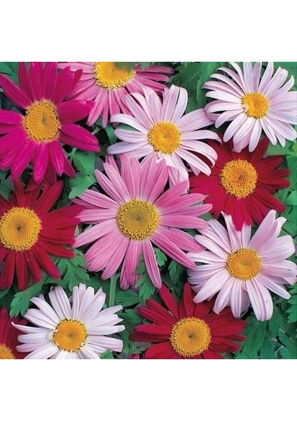 10 Adet Karışık Renk Chrysanthemum Çiçeği Tohumu + 10 Adet Süs Yoncası Çiçek Tohumu