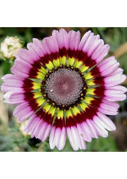 10 Adet Karışık Renk Aster Çiçeği Tohumu + 10 Adet Hollanda Gülü Çiçek Tohumu