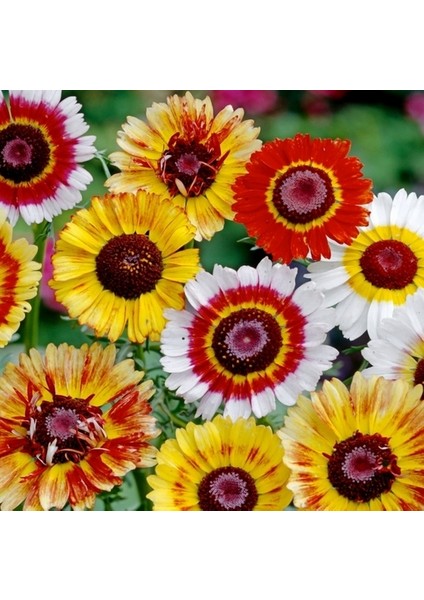 100 Adet Karışık Renk Chrysanthemum Çiçeği Tohumu + 10 Adet Hollanda Gülü Çiçek Tohumu