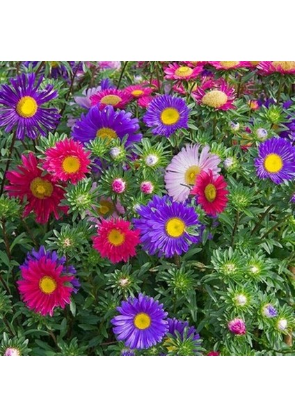 50 Adet Karışık Renk Chrysanthemum Çiçeği Tohumu + 10 Adet Hollanda Gülü Çiçek Tohumu