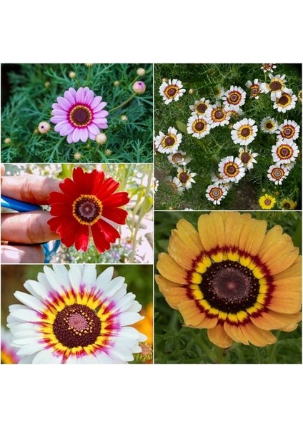 50 Adet Karışık Renk Chrysanthemum Çiçeği Tohumu + 10 Adet Hollanda Gülü Çiçek Tohumu