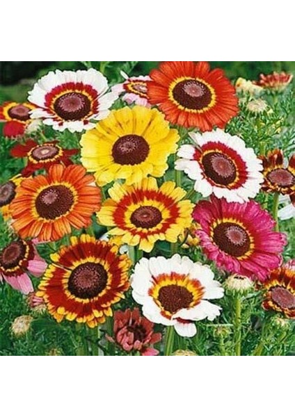 50 Adet Karışık Renk Carinatum Seeds Çiçeği Tohumu + 10 Adet Hollanda Gülü Çiçek Tohumu