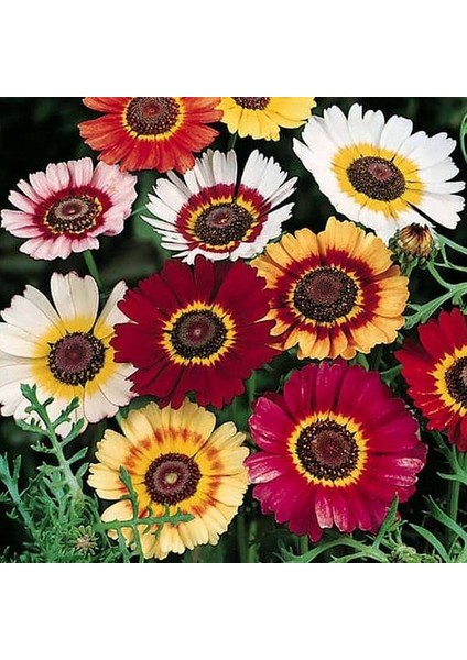 25 Adet Karışık Renk Carinatum Seeds Çiçeği Tohumu + 10 Adet Hollanda Gülü Çiçek Tohumu