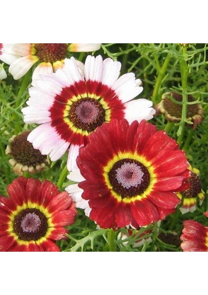 10 Adet Karışık Renk Carinatum Seeds Çiçeği Tohumu + 10 Adet Hollanda Gülü Çiçek Tohumu