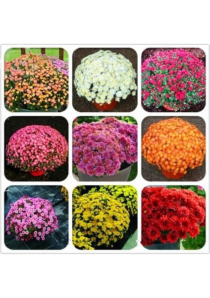 25 Adet Karışık Renk Chrysanthemum Çiçeği Tohumu + 10 Adet Süs Yoncası Çiçek Tohumu
