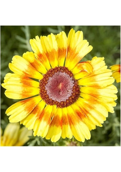 25 Adet Karışık Renk Aster Çiçeği Tohumu + 10 Adet Süs Yoncası Çiçek Tohumu