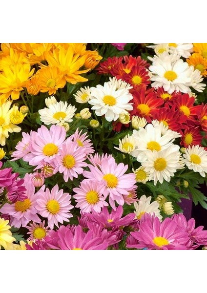 50 Adet Karışık Renk Chrysanthemum Çiçeği Tohumu + 10 Adet Süs Yoncası Çiçek Tohumu