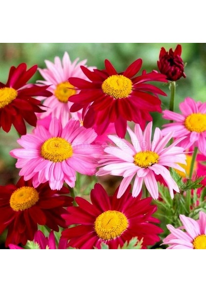 10 Adet Karışık Renk Carinatum Seeds Çiçeği Tohumu + 10 Adet Süs Yoncası Çiçek Tohumu