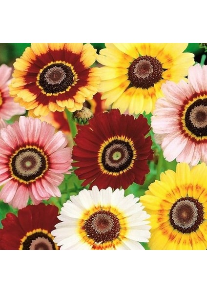25 Adet Karışık Renk Chrysanthemum Çiçeği Tohumu + 10 Adet Süs Yoncası Çiçek Tohumu