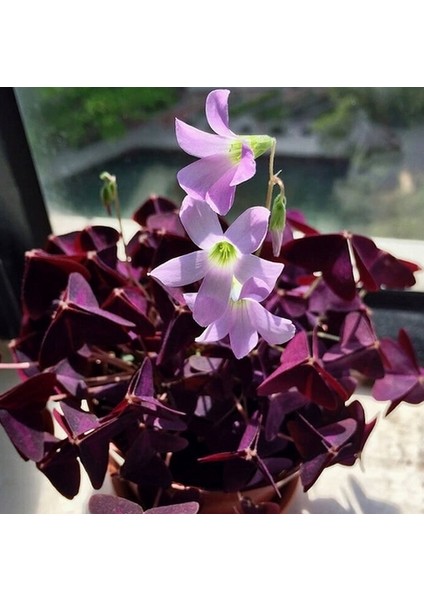 25 Adet Karışık Renk Chrysanthemum Çiçeği Tohumu + 10 Adet Süs Yoncası Çiçek Tohumu