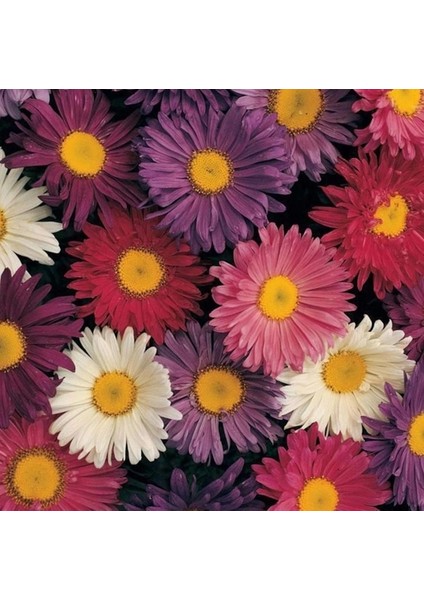 25 Adet Karışık Renk Carinatum Seeds Çiçeği Tohumu + 10 Adet Süs Yoncası Çiçek Tohumu