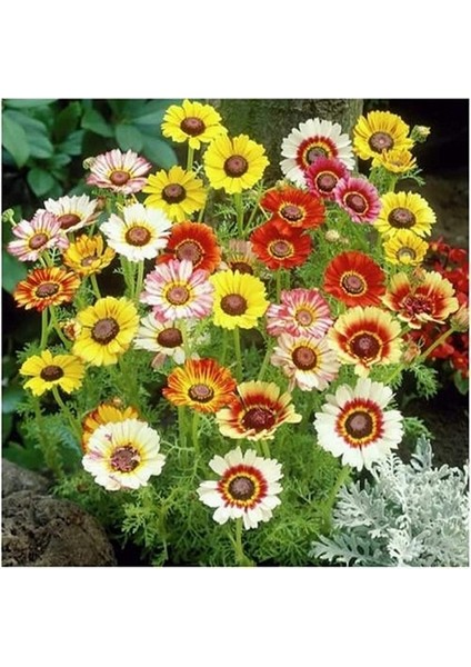 50 Adet Karışık Renk Carinatum Seeds Çiçeği Tohumu + 10 Adet Süs Yoncası Çiçek Tohumu