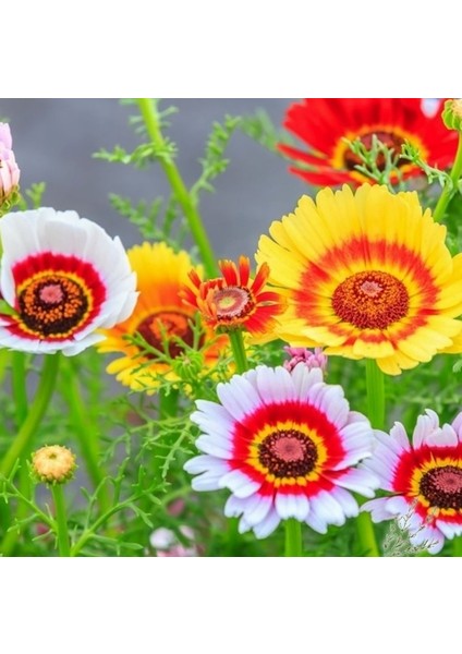 10 Adet Karışık Renk Carinatum Seeds Çiçeği Tohumu + 10 Adet Süs Yoncası Çiçek Tohumu