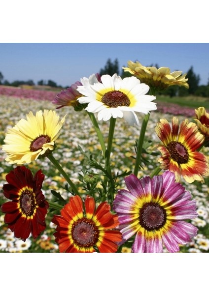 25 Adet Karışık Renk Aster Çiçeği Tohumu + 10 Adet Hollanda Gülü Çiçek Tohumu