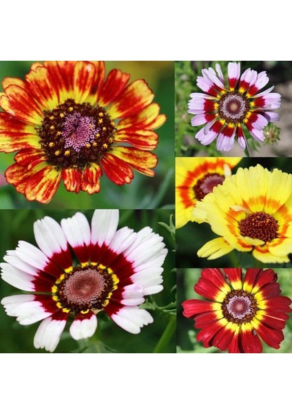 25 Adet Karışık Renk Carinatum Seeds Çiçeği Tohumu + 10 Adet Hollanda Gülü Çiçek Tohumu