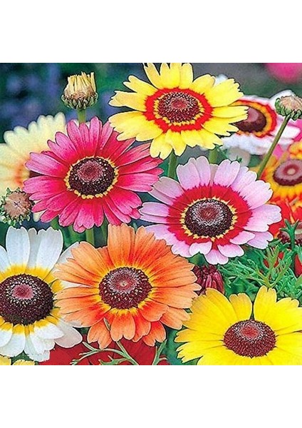 10 Adet Karışık Renk Carinatum Seeds Çiçeği Tohumu + 10 Adet Hollanda Gülü Çiçek Tohumu