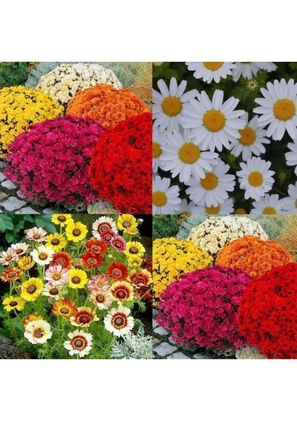 100 Adet Karışık Renk Chrysanthemum Çiçeği Tohumu + 10 Adet Hollanda Gülü Çiçek Tohumu