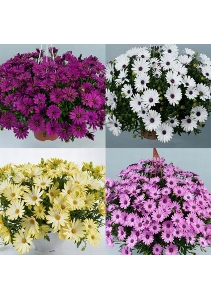 100 Adet Karışık Renk Chrysanthemum Çiçeği Tohumu + 10 Adet Hollanda Gülü Çiçek Tohumu